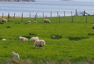 moutons campagne