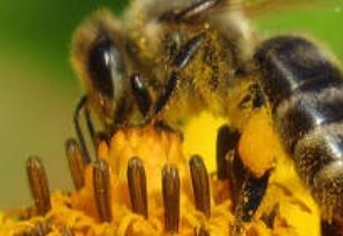 abeille-extinction_especes